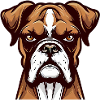 BOXER DOG DRAWING