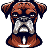 BOXER DOG
