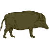 Sanglier - Sanglier - Chasse - Chasseur