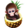 Little monkey in a pineapple
