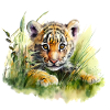 Baby Tiger