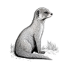 Mongoose Drawing