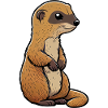 Cute Mongoose