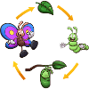 Cartoon Butterfly Life Cycle
