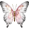 Exotic pink gray butterfly