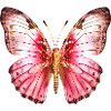 Rose papillon rose exotique