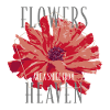 Flowers Poppy