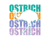 Ostrich ostrich ratite large bird