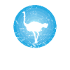 Bird ostrich fast large bird