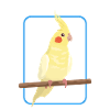 Cockatiel Bird Bird Owner Gift