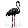 Flamingo fans