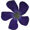Fleur pourpre pervenche