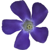 periwinkle, small, light