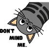 Funny cat