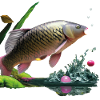 Carp Master