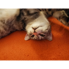 Kitty s’en fiche