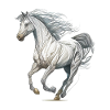 Wild horse