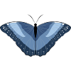 Flying Artwork - Butterfly