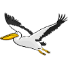 Pelican Animal