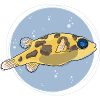 Pea Puffer ,puffer, kugelfisch