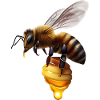 Bee with honeycomb