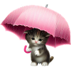 Cat with pink umbrella