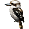 Kookaburra sucré