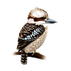 Kookaburra sucré