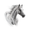 Wild horse