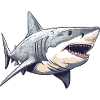 Grand requin blanc