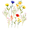 Watercolour loose wildflowers flower meadow
