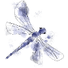 Blaue Libelle