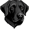Labrador Retriever noir