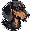 Dachshund