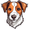 Jack Russell Terrier