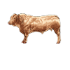 Drawing of a Charolais cow