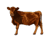 Drawing of a Red Angus