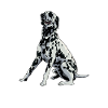Dog Drawing - Dalmatian