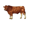 Drawing of a Gelbvieh cattle