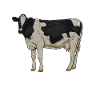 Drawing of a Holstein cattle