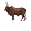Drawing of an Ankole cow