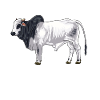 Drawing of a Brahman cow