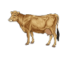 Dessin d’une vache Jersey