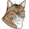 Cat Head Tabby