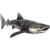 Requin-baleine