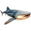Walhai