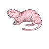 Dessin d’un rat-taupe nu