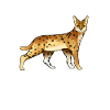 Drawing of a serval