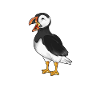 Drawing of a puffin