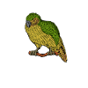 Drawing of a kakapo